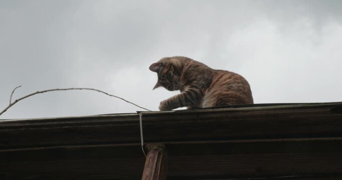 Curious ginger tabby cat sitting on a rooftop and playfully hitting a thin tree branch with its paws against a cloudy sky, showcasing its natural hunting instincts and playful behavior.
