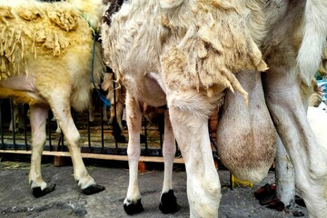 the appearance of white sheep's legs © Nurman