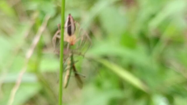 macro photo of a spider eating its prey, a rice stink bug, food chain, pest predator