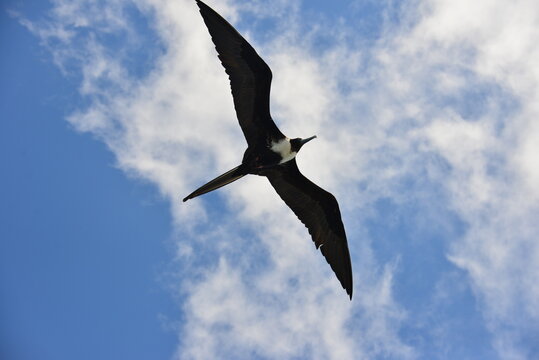 アメリカグンカンドリ メス 飛行 ガラパゴス諸島 エクアドル Great Frigatebird female flying Galapagos Islands Ecuador 大军舰鸟 雌性 飞行 加拉帕戈斯群岛 厄瓜多尔