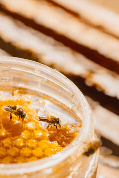 las abejas en panal de miel organica dentro de pote de mil 