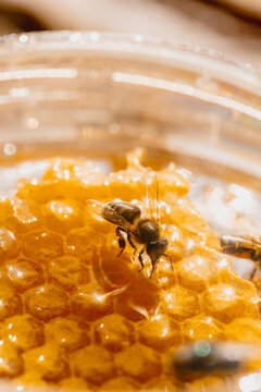 Abeja en panal de miel organica 