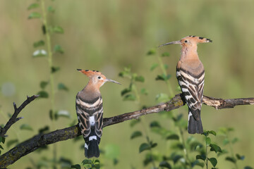 A detailed portrait of two Eurasian Hoopoes (Upupa epops) sitting side by side, isolated on a blurred background. © VOLODYMYR KUCHERENKO