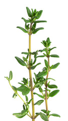Fototapeta premium Fresh thyme sprigs providing aromatic herb seasoning