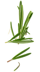 Fototapeta premium Fresh rosemary sprigs floating with transparent background