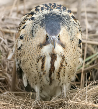 Extra Close up portrait of great bittern in winter day light.