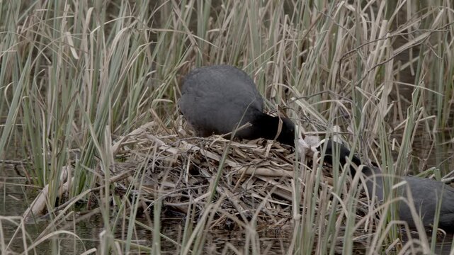 Pair of Eurasian coots (Fulica atra) building a nest in the reeds in spring, Lohja, Finland, Europe.