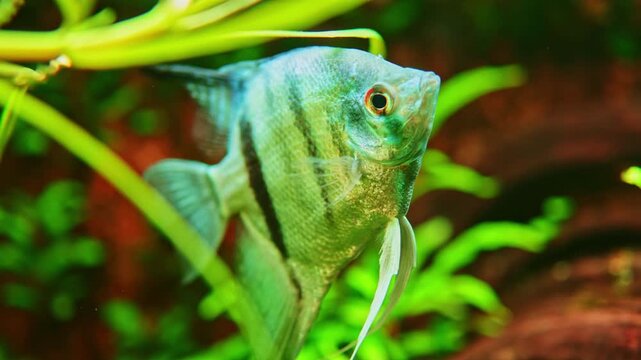 A fish swims in an aquarium filled with green plants and natural elements. The setting shows a vibrant underwater environment. The water is clear, allowing a good view of the fish.