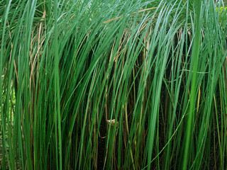 Obraz premium Lush long green grass texture background with water drops