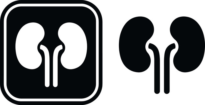 Anatomical human kidney vector illustration showing a simplified organ shape for medical signage and healthcare related digital design projects