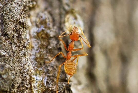 Close-up macro image of weaver ants working together on tree bark while carrying insect prey, highlighting teamwork, texture, and detailed anatomy in natural habitat.