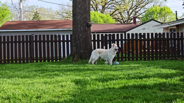 A white dog stands in a backyard with green grass and a wooden fence. The sun shines down, and trees provide shade. The dog is near a small ball.