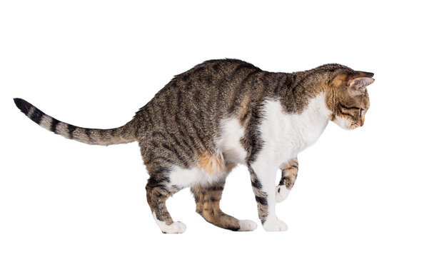 Side view full length portrait of a domestic cat curious walking and looking down attentive isolated on transparent background with copy space