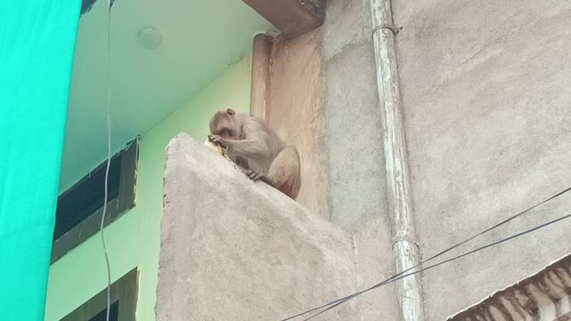 Monkey Sitting on Building Edge and Eating Food
(Alternative: Rhesus Macaque Monkey Eating Banana on a Concrete Wall)