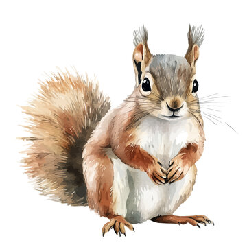 Squirrel, watercolor drawing vector, isolated on a white background.