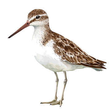 watercolor of Sandpiper, vector, isolated on a white background.