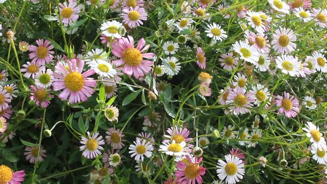 Beautiful pink and white seaside daisies blowing in a soft wind