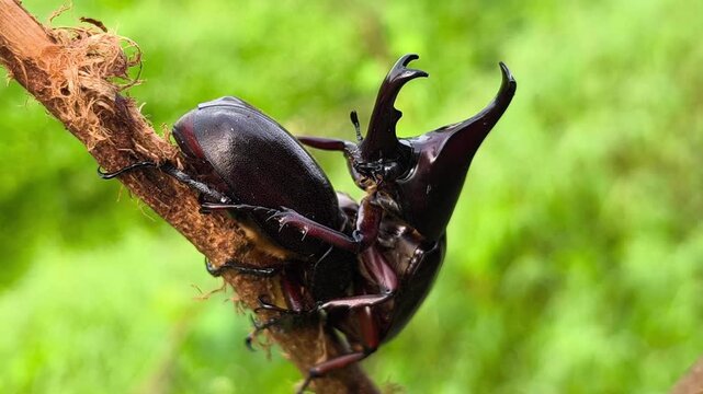Two rhinoceros beetles crossing branch simultaneously, one climbing upward while another descending