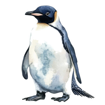 Penguin, watercolor clipart vector, isolated on a white background.