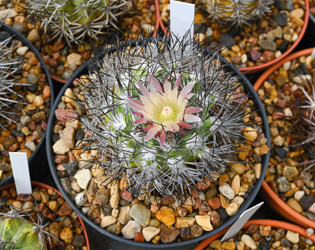 A cactus of the genus Mammillaria