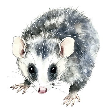 Opossum, watercolor clipart vector, isolated on a white background.