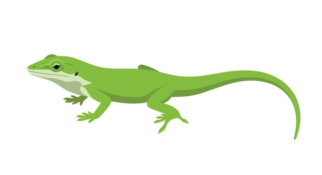 Green Anole Lizard Reptile Illustration Isolated on White Background