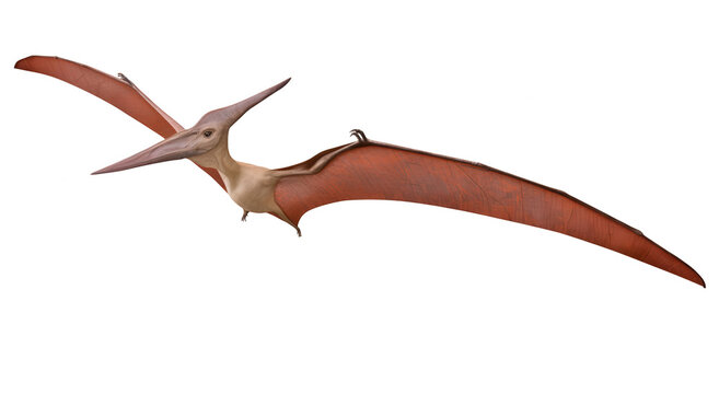A flying pterodactyl on transparent background