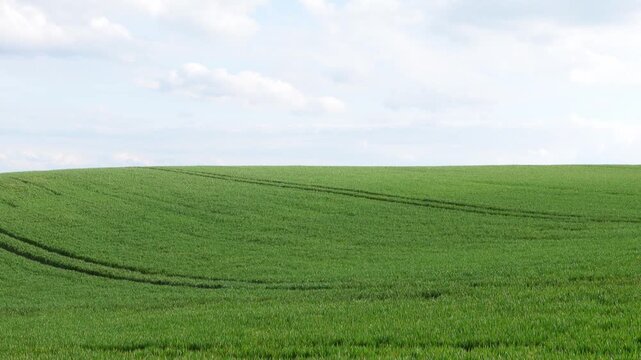 Seamless looping footage of a lush green grass field with smooth camera motion panning right and backward across the field