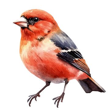 watercolor vector of Finch, isolated on a white background.
