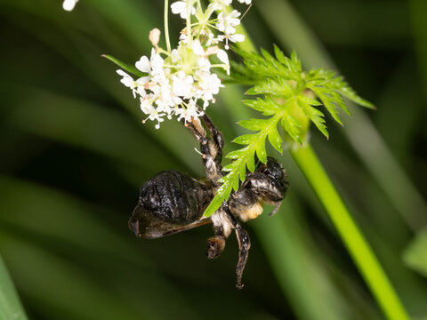 Bio Diversity - Andrena nitida - Seldom Bee hanging from a White Flower Macro