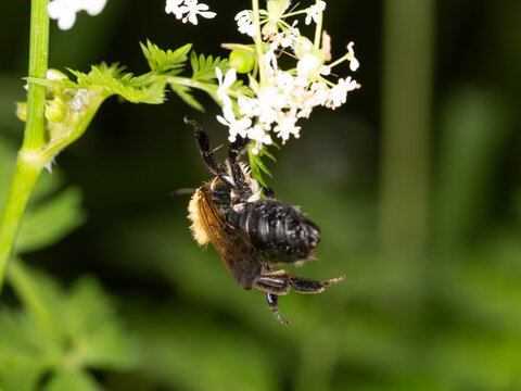 Bio Diversity - Andrena nitida - Seldom Bee hanging from a White Flower Macro