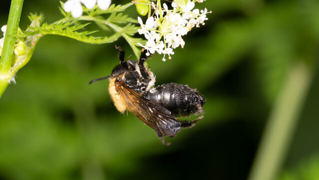 Bio Diversity - Andrena nitida - Seldom Bee hanging from a White Flower Macro
