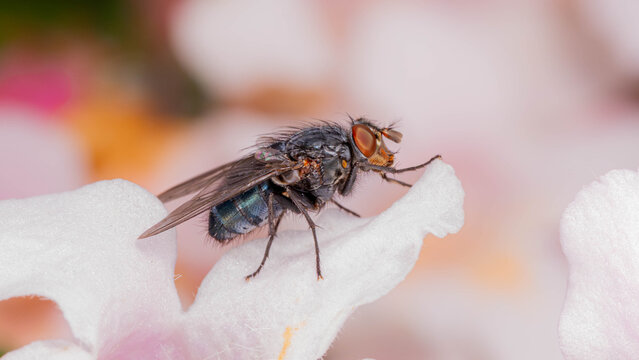 Bio Diversity - Calliphora vicina - Blue Bottle Fly Macro on a pink Flower in a Dreamy way with many Details