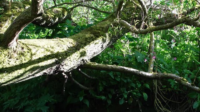 Swarm of tiny flying insects glowing in warm sunlight among forest trees