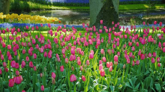 Beautiful vibrant pink tulips swaying gently in breeze in famous keukenhof garden during spring season sunny day dynamic motion footage.