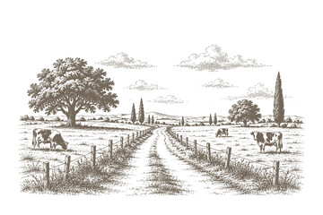 Country road winding past fenced pastures vector illustration in classic vintage engraving style with dairy cows grazing in a scenic rural landscape © Chairul