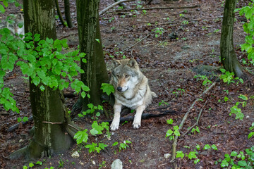 Obraz premium Wolf Lying on Ground with Innocent Expression