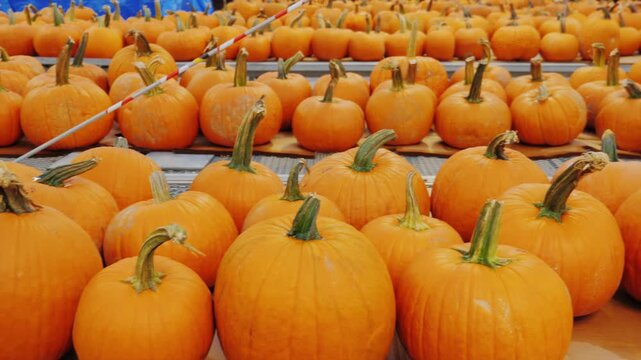 Rows of vibrant orange pumpkins displayed for autumn harvest and Halloween celebrations.