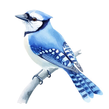 watercolor of Blue Jay, vector, isolated on a white background.