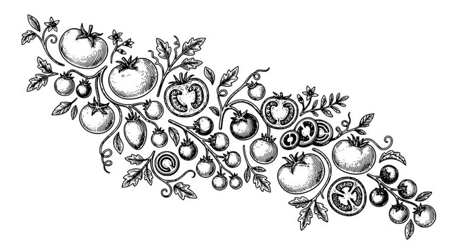 Hand drawn tomato branches and leaves vector illustration for food menu and brochure design