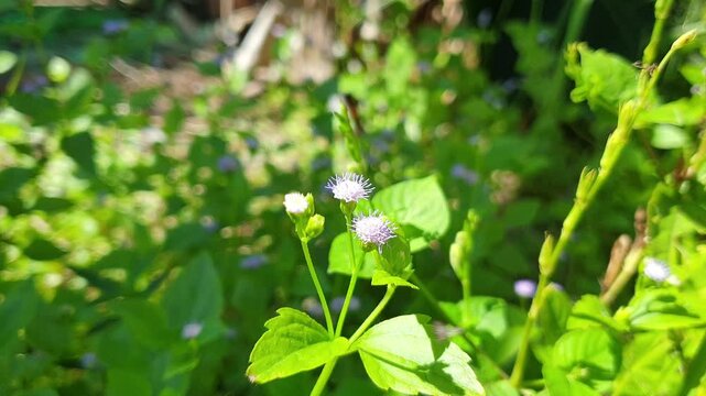 Bright morning sunlight heavily illuminates a vibrant patch of small purple wildflowers and fresh green leaves, creating a highly peaceful natural scene with a gently blurred backg