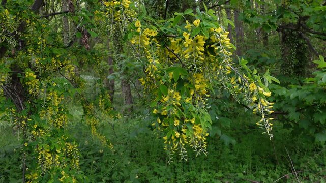 Hanging yellow golden chain tree flowers blooming on branches in a green spring forest