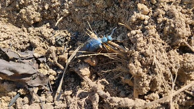 Oil beetle Meloe proscarabaeus crawling on dry soil close up, A black oil beetle with a metallic blue sheen crawls along the ground in the garden