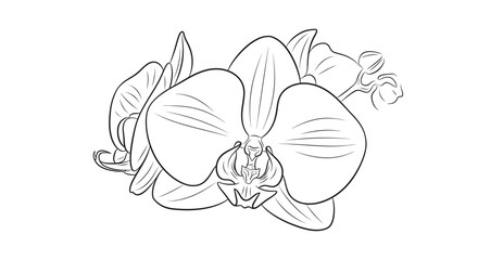 Detailed drawing of an orchid flower. © Indah