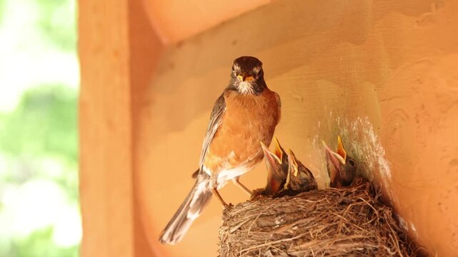 Mother Robin checkin on her nest full of baby robins wanting to be fed. Shot in Minnesota.