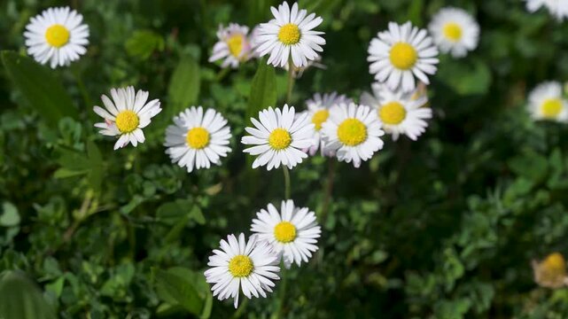 A daisy grows in a meadow. Flowers in the field in spring.