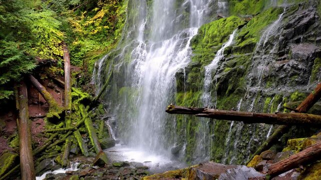 The lush forest and moss at Proxy Falls in Oregon, USA.