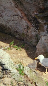 V&iacute;deo vertical de gaviota patiamarilla alimentando a su polluelo