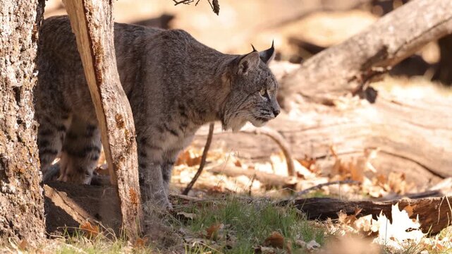 Wild Bobcat in Yosemite National Park in California