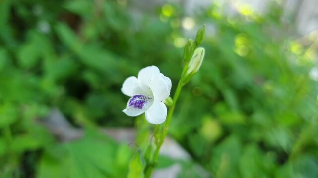 A delicate small white wildflower with a distinctive purple pattern on its lower petal stands beautifully among lush green foliage under bright and natural outdoor daytime lighting